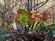 62 Ellebori in avanzata fioritura verso la infruttescenza